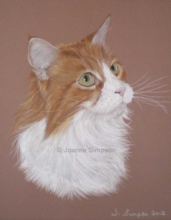 Maine Coon pet portrait